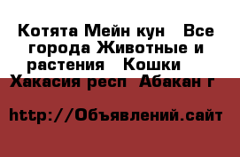 Котята Мейн кун - Все города Животные и растения » Кошки   . Хакасия респ.,Абакан г.